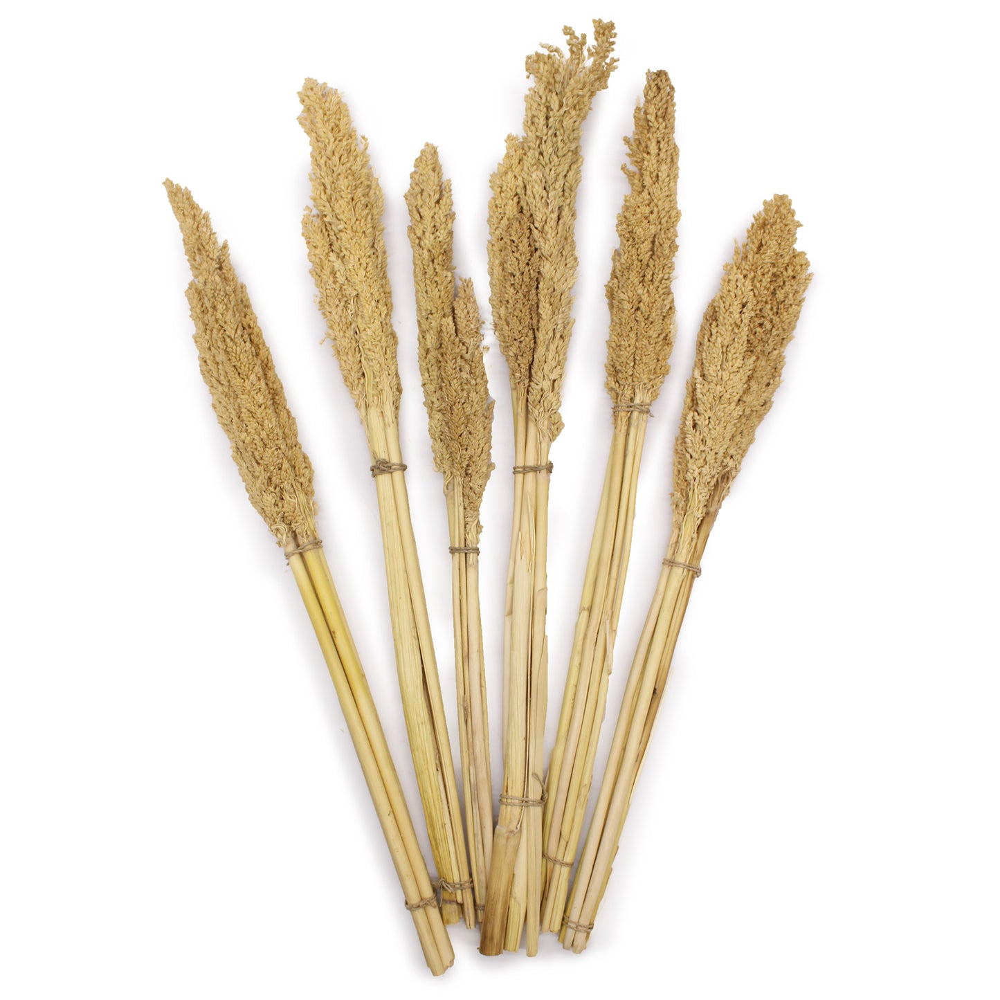 Bouquet de Cantal - Naturel