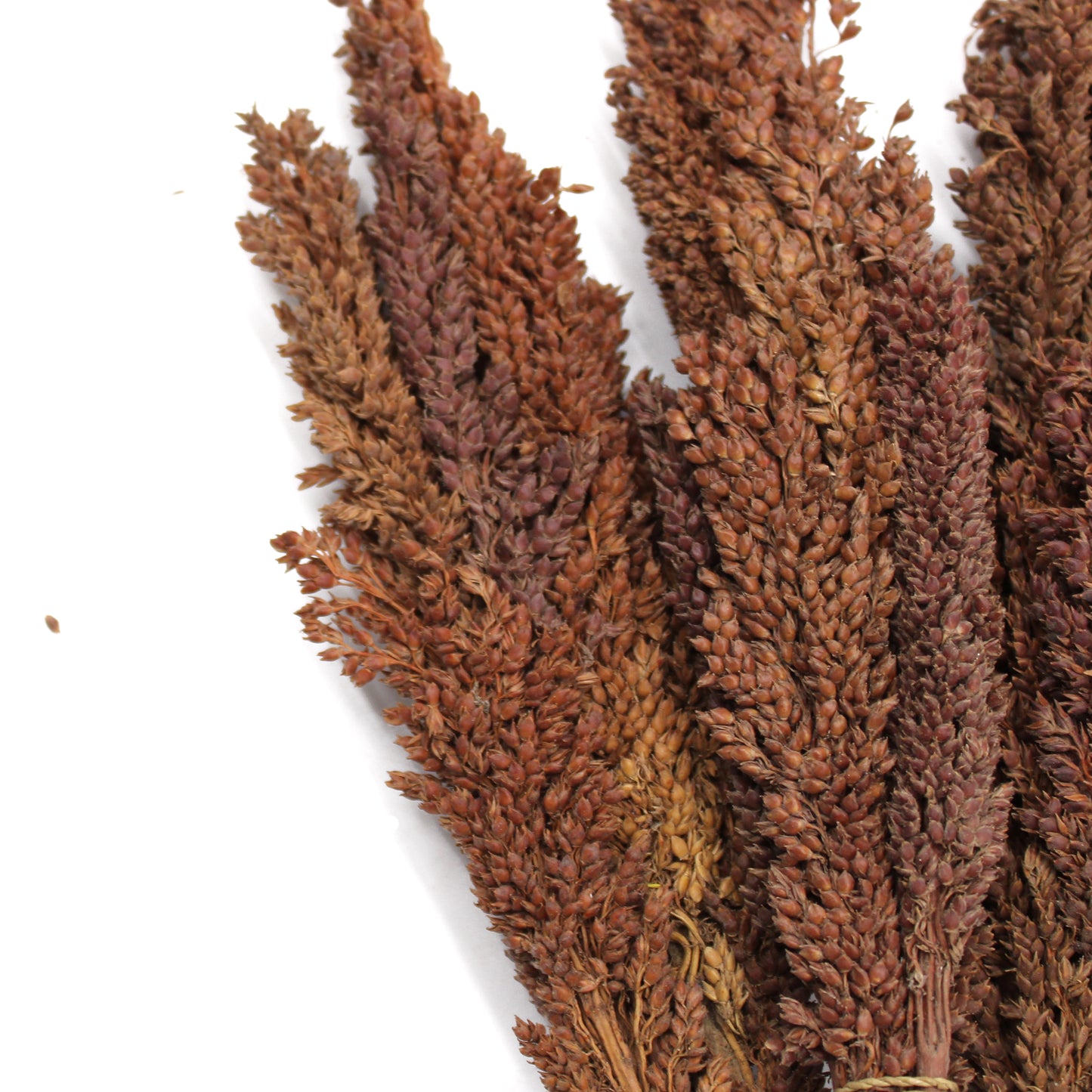 Bouquet d'herbes du Cantal - Chocolat