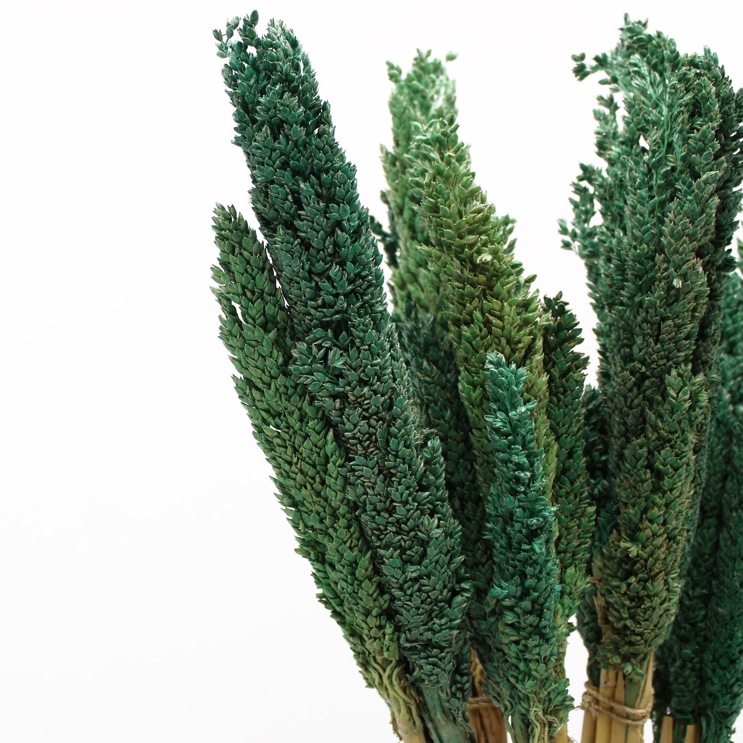 Herbe du Cantal - Bleu-Vert