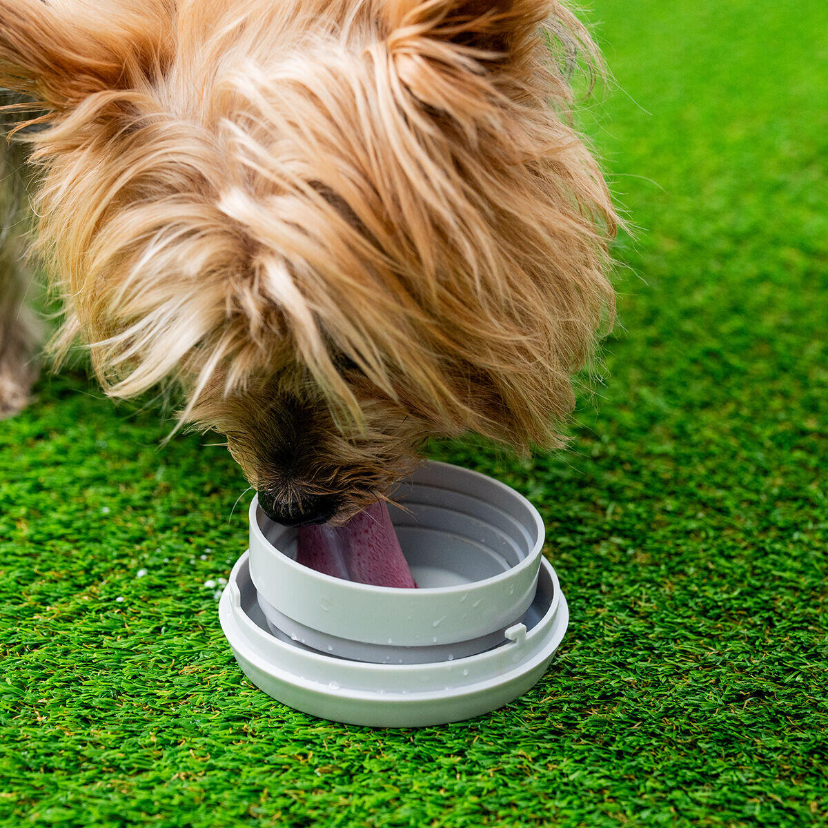 Laisse rétractable pour chien InnovaGoods 6 en 1