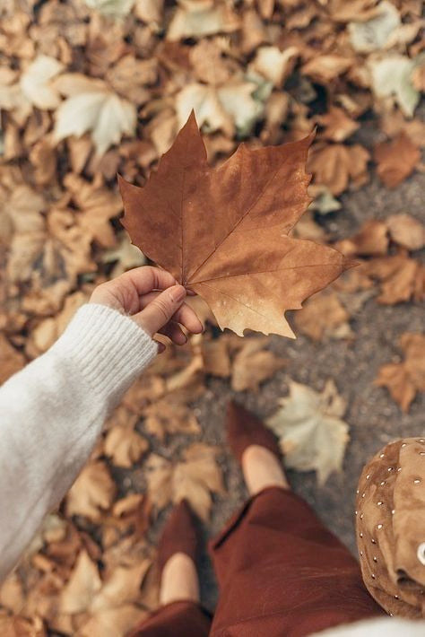 Colección Otoño