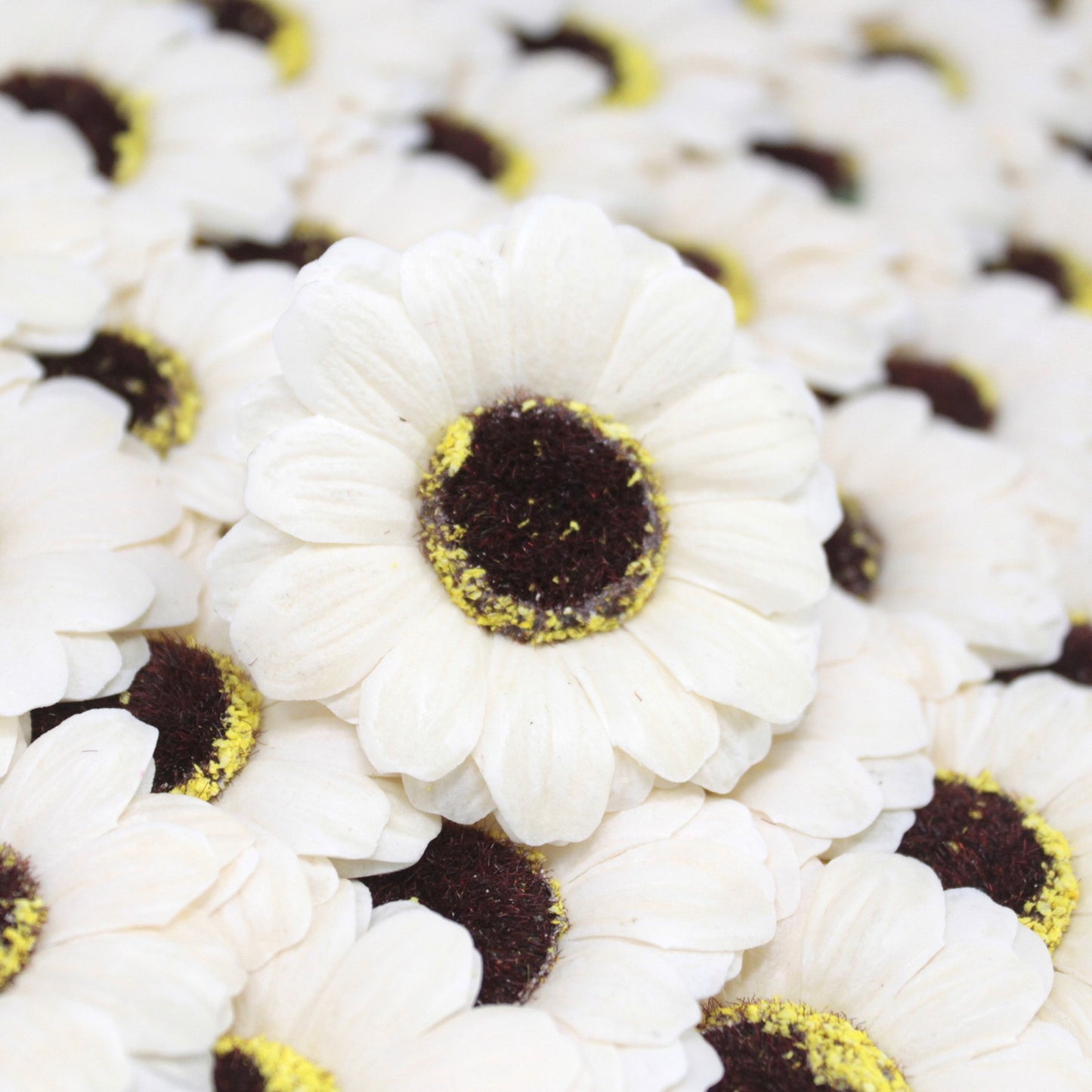Fleur de tournesol décorative moyenne - ivoire