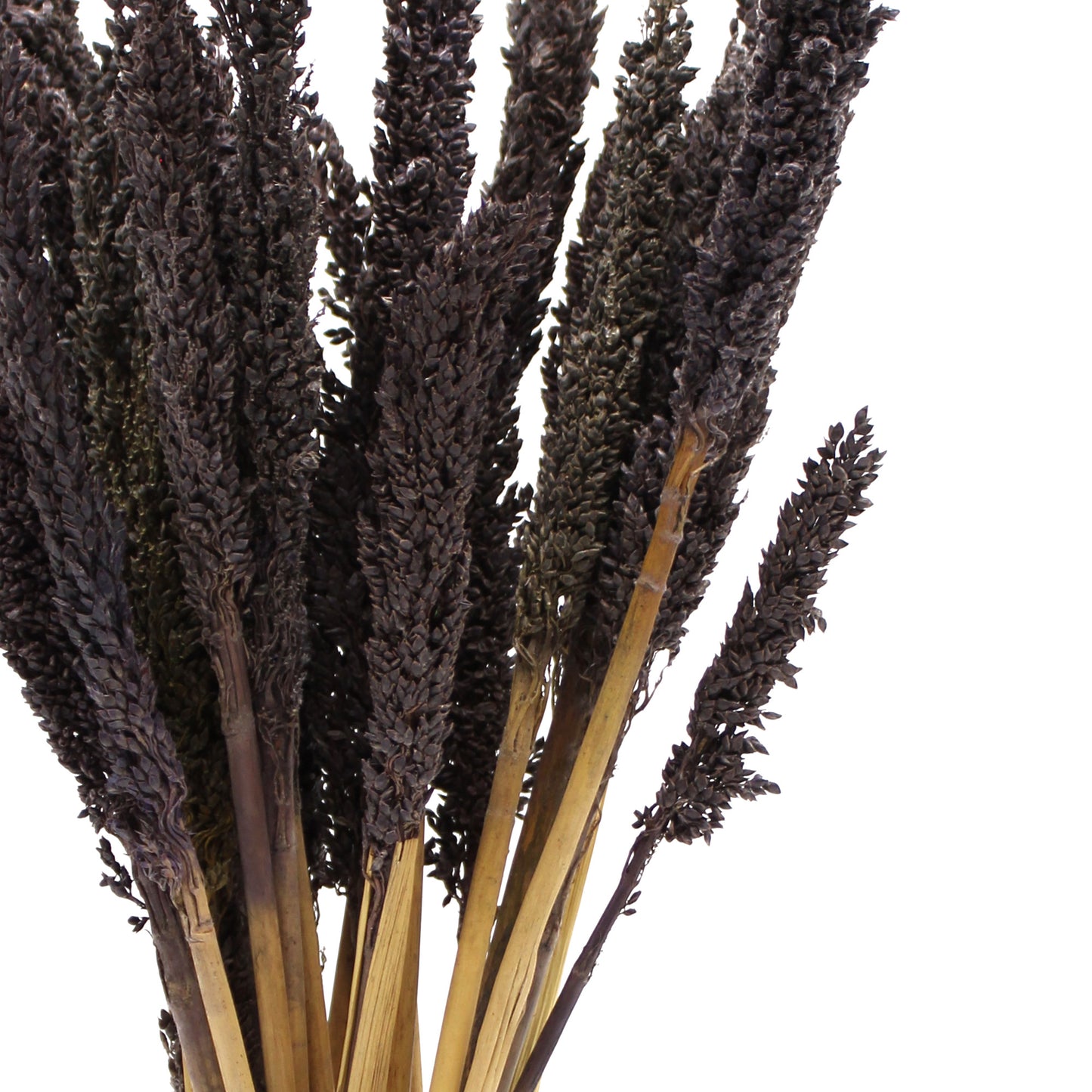 6 x Bouquet d'herbe de Cantal - Noir