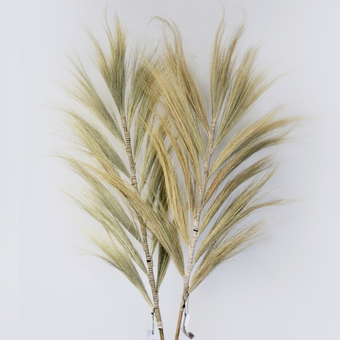 Palmier blond Rayung - 2 m