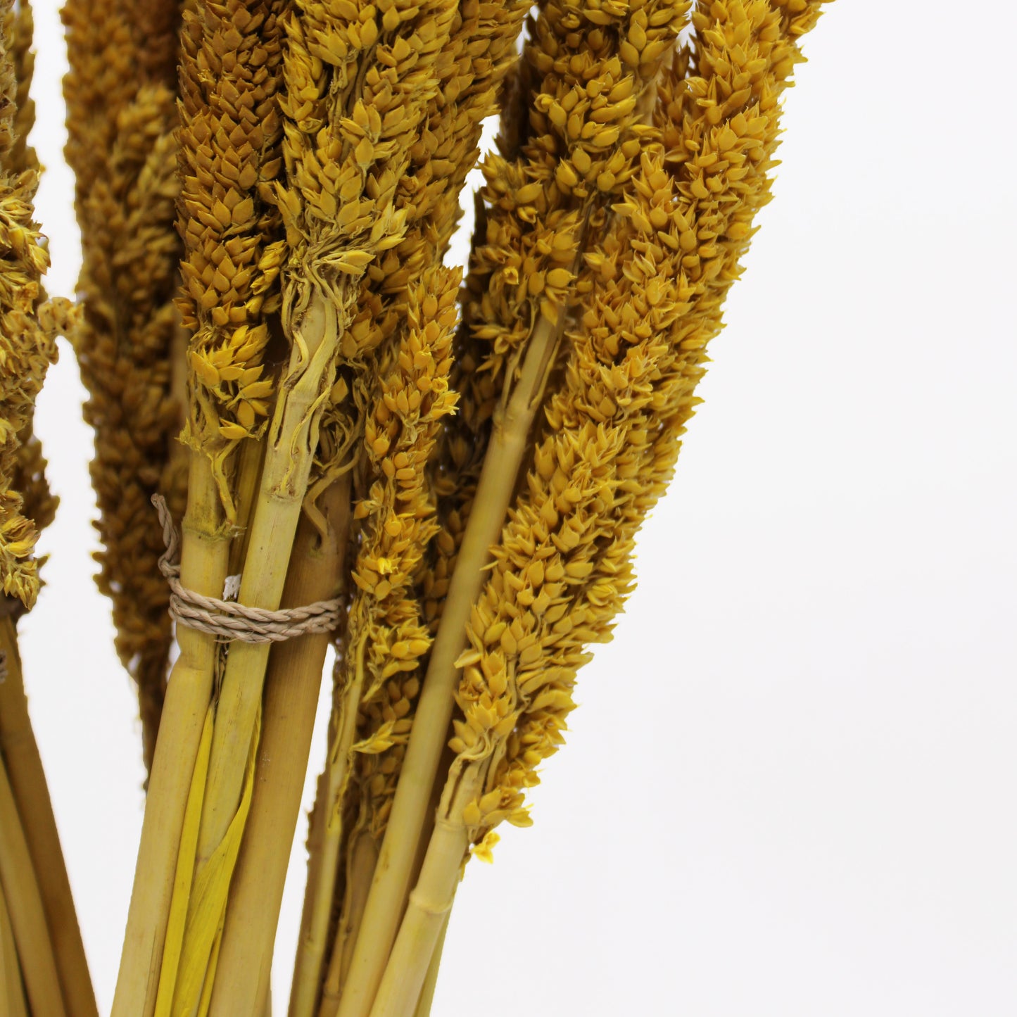 Bouquet d'herbes de Cantal - Ambre