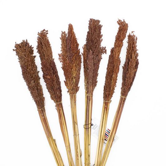 Bouquet d'herbes du Cantal - Chocolat
