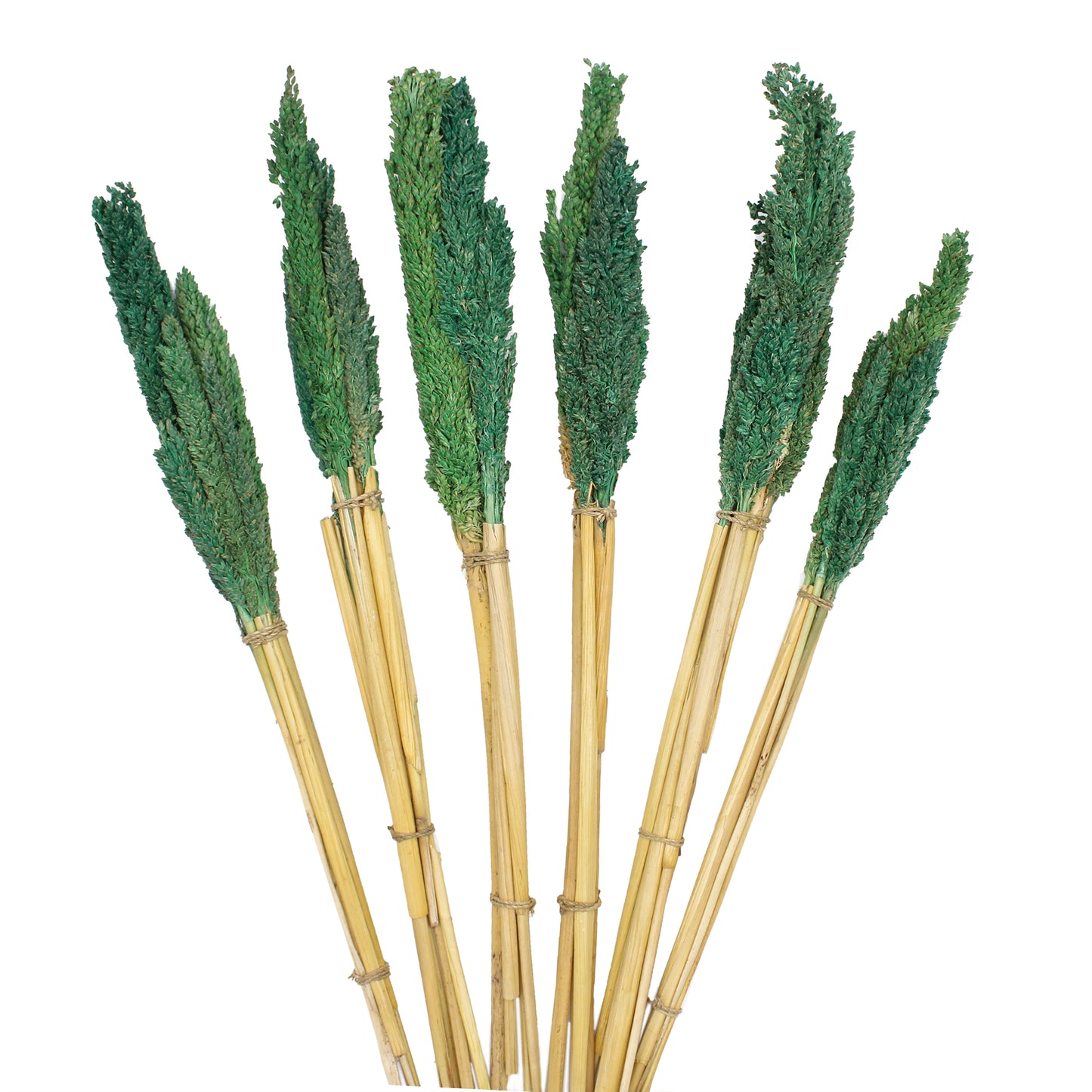 Herbe du Cantal - Bleu-Vert