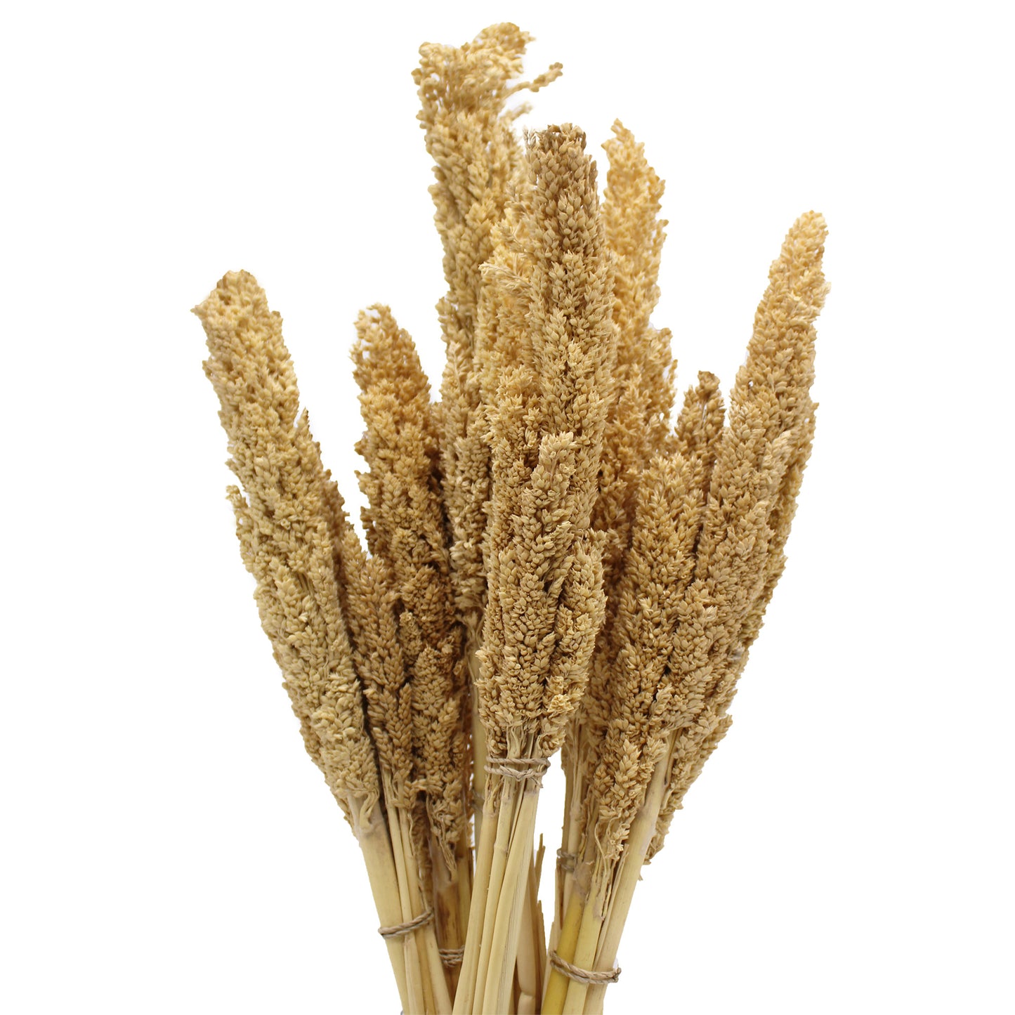 Bouquet de Cantal - Naturel