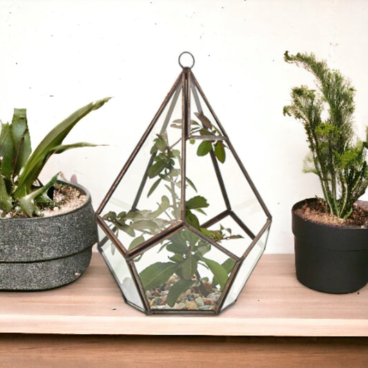 Terrarium en verre - Grand Pentagone